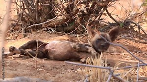 Cute African Wild Dog pup stretches out on the warm Madikwe sand