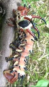 The Horned Devil Caterpillar #insects #caterpillar #animalfacts #fyp #knowledge #foryou | Nature Lens