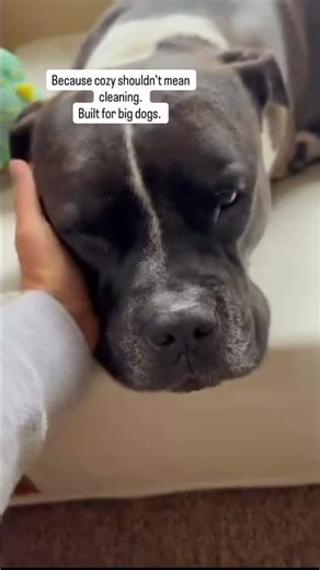 Big dogs = big messes. That’s why I made a dog bed you’ll never have to wash.Wipe clean. No smell.