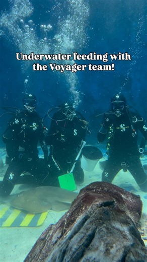 While many animals at OdySea are target fed at the surface, we also target feed some animals underwater! 🌊 Take a look at members of our Voyager team diving to feed our shovelnose guitarfish, honeycomb whiptail stingrays, and southern stingrays yesterday! | OdySea Aquarium