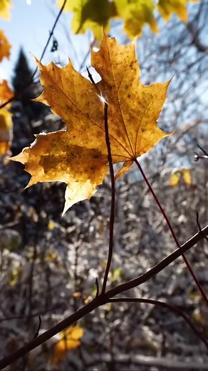 31K views · 473 reactions | Golden Glow: Autumn Meets Winter❄️...