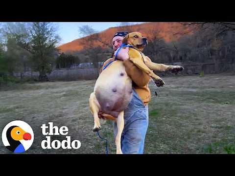 Woman Makes It Her Mission To Rescue Every Dumped Dog In Her County | The Dodo