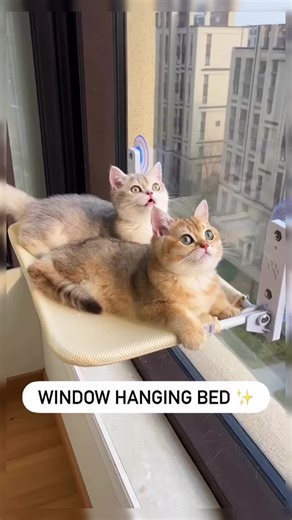 Creating the Perfect Nest for Your New Pet