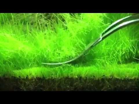 Trimming Hair Grass (eleocharis acicularis) ADA 60P
