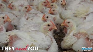 948 reactions · 196 shares | Millions of animals are suffering needlessly at factory farms. They need you to create a more compassionate world. Make a gift now and your donation will be matched—dollar for dollar. | Mercy For Animals | Facebook