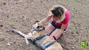 Do your kids know how to safely approach a dog? What tips can you share? We are so proud to bring to you our video in pawternship with Pet Education Project. Look for additional posts and blogs on this topic! We would love to incorporate your ideas and experiences. Why is this so very important? An unsafe approach puts not only children at risk for being bit, but the dogs at risk for being taken to a shelter or even euthanized. Let's get this video out there to save lives! | 2 Traveling Dogs