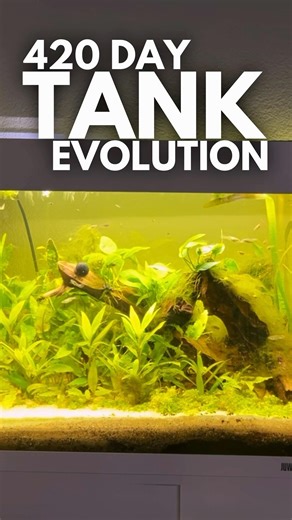 400 Day Fish Tank Evolution