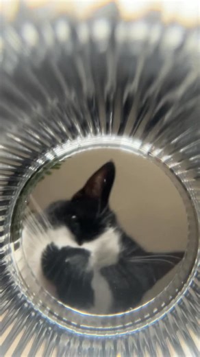 countess goobula 🖤 & bell on Instagram: "goobula’s REVENGE. inspired by @kot_platoshik thank you @ashe.bragg for sending me this so i could try! 😭 . . . #goob #goobie #meow #meowmeow #funny #funnycat #silly #sillycat #aww #adorable #socute #kitty #cat #catvideo #catvids #meme #catmeme #catmemes #countgoobula #goobula #vamp #vampire #goth #gothic #viral #catsofinstagram #instagramcats #tuxie #tuxedocat #tuxedocatsofinstagram"