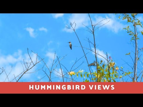 Hummingbird views