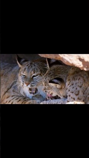 What do bobcats eat the most? #shorts