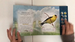 Watch Real Bird Songs from 12 Common North American Birds on Amazon Live