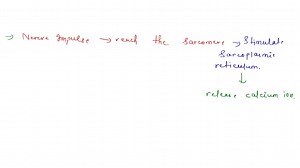 SOLVED:Describe the sliding filament model of muscle contraction… | Numerade