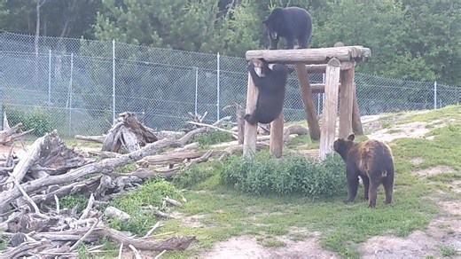 Bears are enjoying their enrichment!! You Can join the "Bear Club" for a $10 donation or more at: OswaldsBearRanch.com Thanks for your support! | Oswald's Bear Ranch