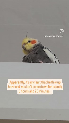 Flying up is easy. Down, not so much. | Follow the Feathers