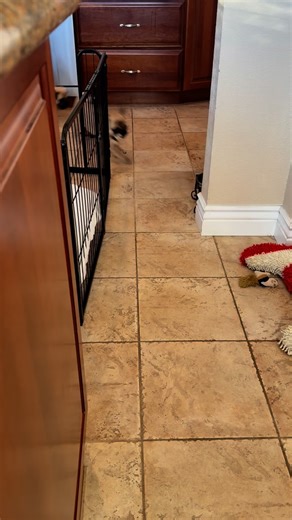 Sunday Morning Zoomies! 🧡🖤 #pug #puppies | Minnie & Max the Pugs