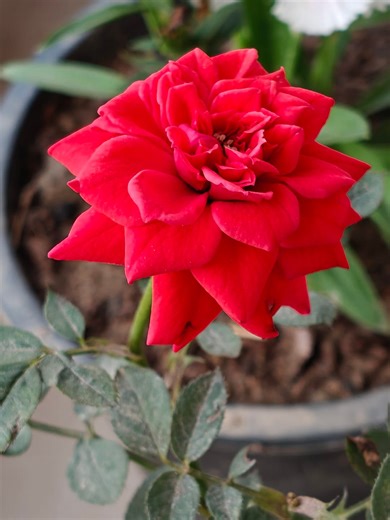 4.5K views · 574 reactions | “Every flower is a soul blossoming in nature’s garden.” #BeautifulNature #FlowerLover #NatureBeauty #BloomingVibes #FloralMagic #NaturePhotography #fbreelsfypシ゚ | Blooming Nature Tales | Facebook