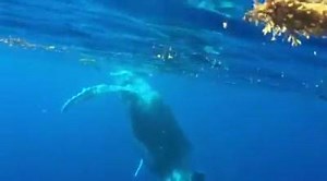 6.3K views · 928 reactions | Baby Taurua enjoying the freedom of the sea... Bobbing along happily! We are visualizing peaceful encounters and calm seas. Come join us in our adventure meet the gentle giants. Meet the greatest ambassadors of love and light. Come and meet the whales. Aloha! For more information about our adventures please click here, www.oceandefenderadventures.com | OCEAN DEFENDER - Hawaii | Facebook