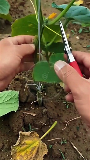 Trellised Vine Trimming: Pruning of Low Leaves and Suckers! 🌿✂️ #farmoratv #nature #asmr
