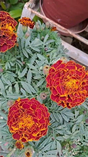 Red Genda Bloom With Funny Twist 🤣🌺 | Viral Video #ytshorts #funny