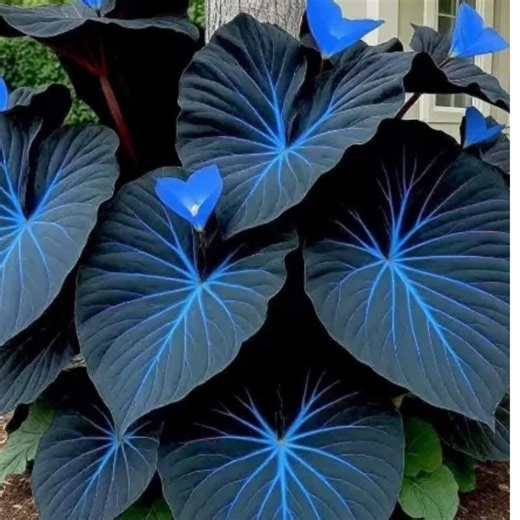 100 Seeds Rare Variegated Blue & Black Caladium - Etsy