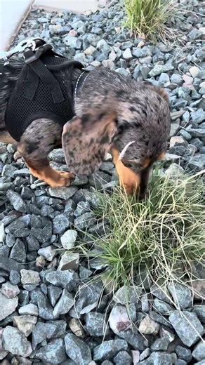 168th Day At Home | Dot Explores 👀