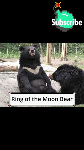 The Real Pokemon Ursaring ~ #pokemon #pokemonchannel #pokemonfacts #pokemontcg #pokemoncards