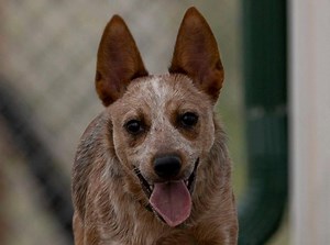 Echo is available for adoption in Colorado Springs, CO. Read about her at this link: https://www.petango.com/Adopt/Dog-American-Blue-Heeler-41772096 Learn about adoption here: https://nmdr.org/our-dogs/adopt/ | National Mill Dog Rescue