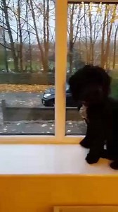 18K views · 149 reactions | Daisy's the dogs mannequin challenge  #MannequinChallenge | Greatest Hits Radio South Coast | Facebook