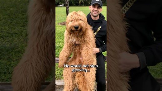 What it’s like owning the world’s fluffiest dog! #doggrooming #tutorial #goldendoodle #grooming