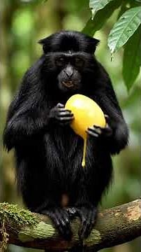 This Monkey Has 5 Hands! (Spider Monkey Acrobatics) 🕷️🐒 #wildlife #animals