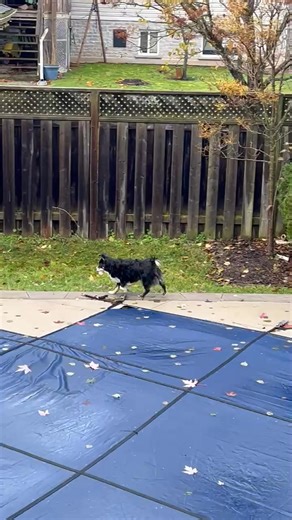 4.6K views · 78 reactions | RESUME UPDATE: Mia is currently accepting applications for her forever home. Previous experience includes: Squirrel Surveillance Specialist, Yard Security Chief, and Professional Tail Wagger. References available upon request. ️ #AdoptDontShop #squirrelpatrol Check out her bio: https://www.secondchanceanimalsanctuary.ca/adoptables/mia | Second Chance Animal Sanctuary and Rescue | Facebook