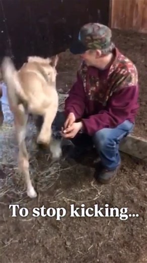 Lady Malin on Instagram: "My foal never kicked again after this exercise⭐️ #foaltraining #horselover #foal"