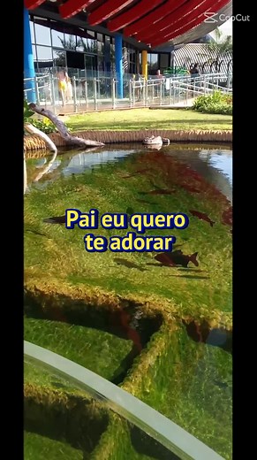 Solange Arguileira no TikTok