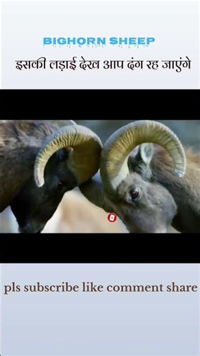 पहाड़ों का योद्धा – Bighorn Sheep की टक्कर जानलेवा क्यों होती है? 🐏💥 | #shorts