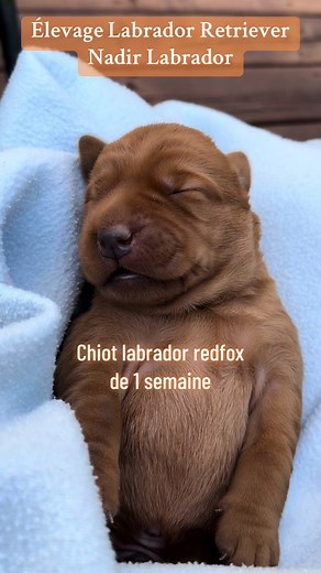 Petit chiot labrador jaune redfox de Nadir Lexie. Une semaine de vie pour ce beau garçon 🧡 #nadirlabrador #eleveurlabradorretriever #chiotlabrador #chien #labradorredfox #labradorjaune