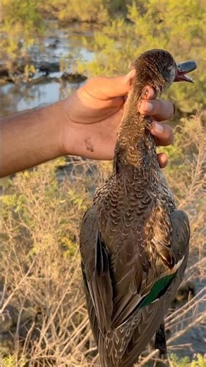 Green Winged Duck hunting #hunting #youtubeshorts #duck #duckhunting