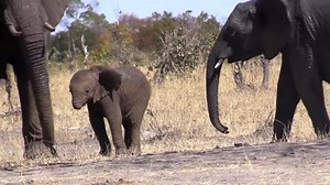 This Baby Elephant Lost Its Trunk. Can It Survive?
