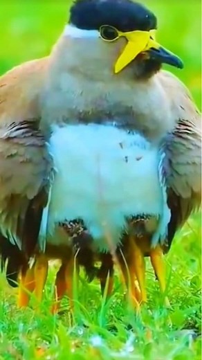 The cutest protection ever—Lapwing mama tucking her babies safely under her wings 🧡✨ #lapwing #birds #naturetweeters | Nature-Tweeters