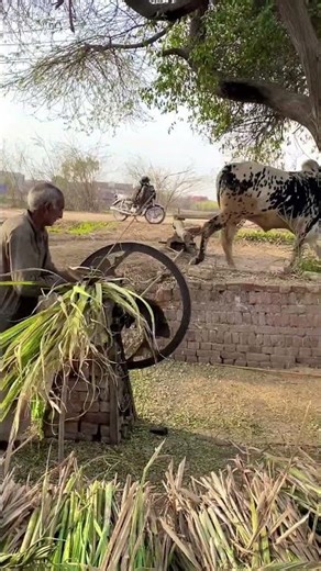 Chuffed Cutting Machine Operating Help With Oxen #shortsfeed #gear_trend #ytshorts
