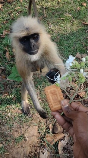 Funny Monkey Moments | Cute and Playful Monkey Video