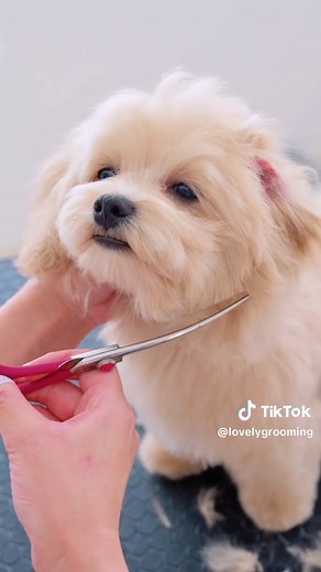 マルプーとトイプードルの可愛いトリミング動画集