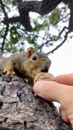 I didn’t know a Squirrel could fly! Baby Deuce is full of surprise #animals #friends #amazing #facts