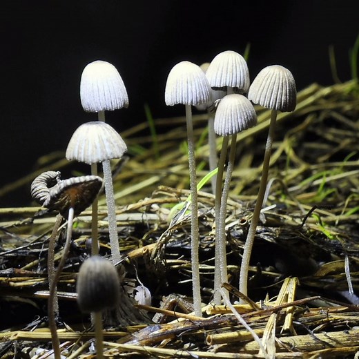 52K views · 893 reactions | Inky cap mushrooms will rise out of the ground following a rain shower. But it isn’t long before the bell shape flattens and disintegrates. #FungusFriday  | Science Channel | Facebook