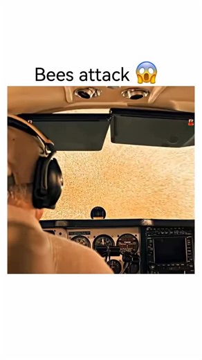 Us movie on Instagram: "Title: 9-1-1 (TV Series) Specific Episode: Season 8, Episode 1 - "Buzzkill" (2024) Short Summary: In this intense Season 8 premiere, a semi-truck carrying 22 million killer bees crashes on a Los Angeles highway, unleashing a massive "bee-nado" swarm. The clip highlights a specific emergency where a mother (Julie Watson) and her young daughter (Reyla) are trapped in their car surrounded by the swarm. The situation turns critical because the daughter has a severe bee allerg