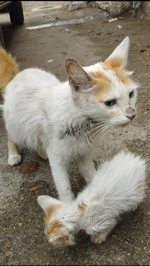 Cat with new born babies cat #cat #animals #catlovers