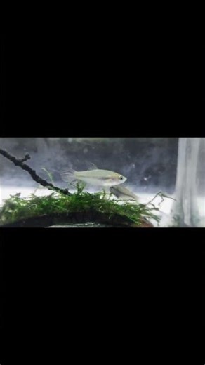 sparkling gourami best fish for nano tanks #aquarium #feeds