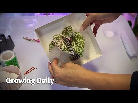 “Packaging My Etsy Plant Orders | Small Business Vlog 2025 🌿📦”