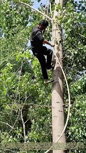 Swinging Down: How a Rope Becomes a Zip Line for a Tree Trimmer