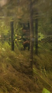 57K views · 1.3K reactions | This slack water at the edge of a medium sized river held some amazing tropical fish including this shoal of Nannostomus digrammus. #brasil #fish #tropical #fishtank #aquarium #fishshop #shop #retail #budget #Premier | Premier aquatics ltd | Facebook