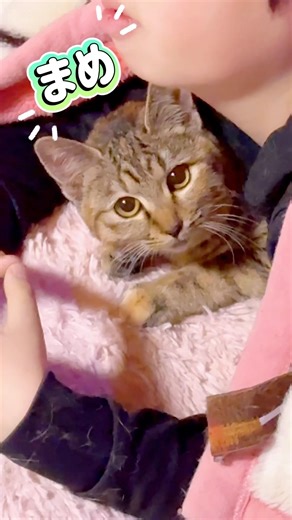 [Looking for foster parents for Mame's sisters] We are looking for foster parents for Mame's sist...